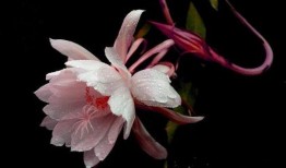 夜雨花在线观看,浪漫雨夜，花语传情